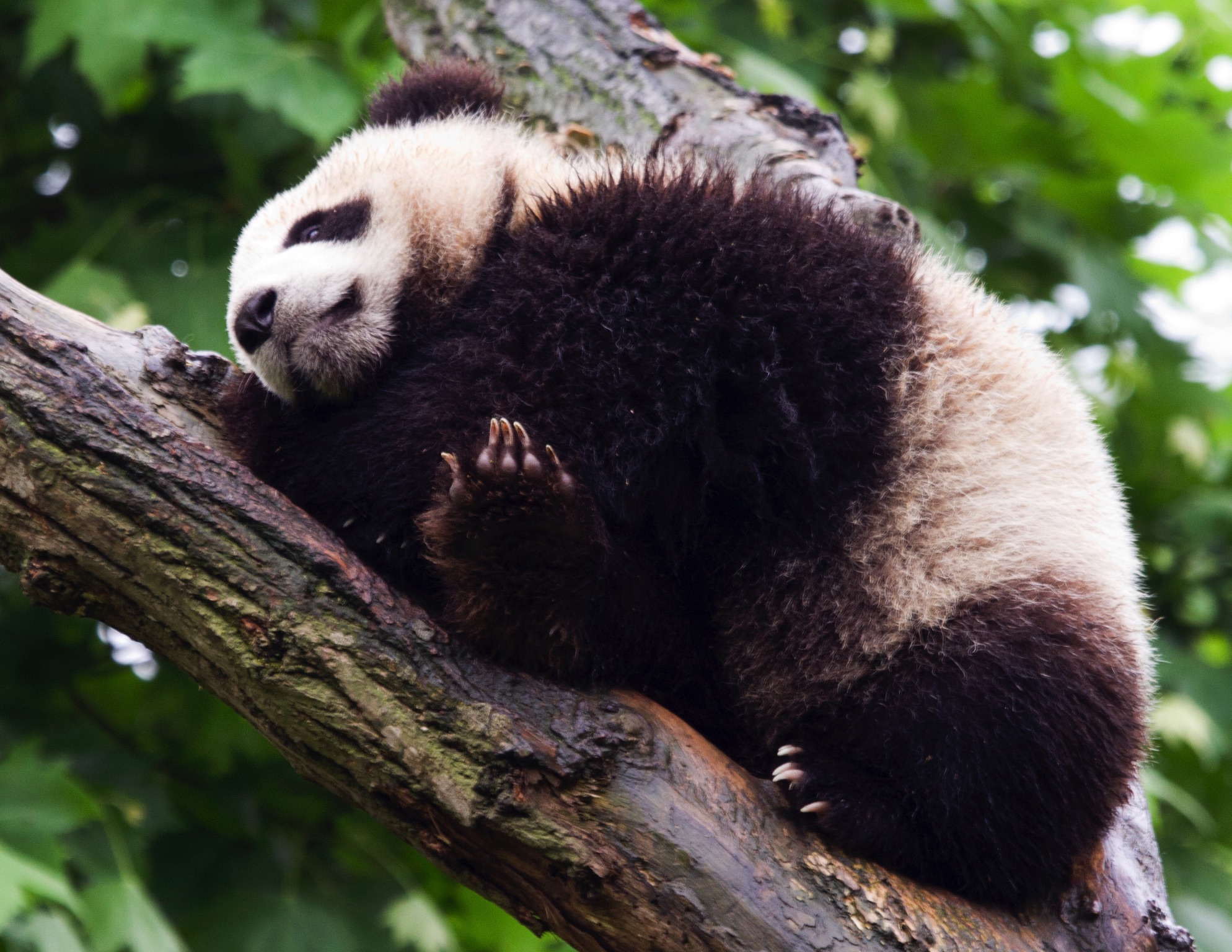 The Panda usally eats sitting up, leaving their front paws free to