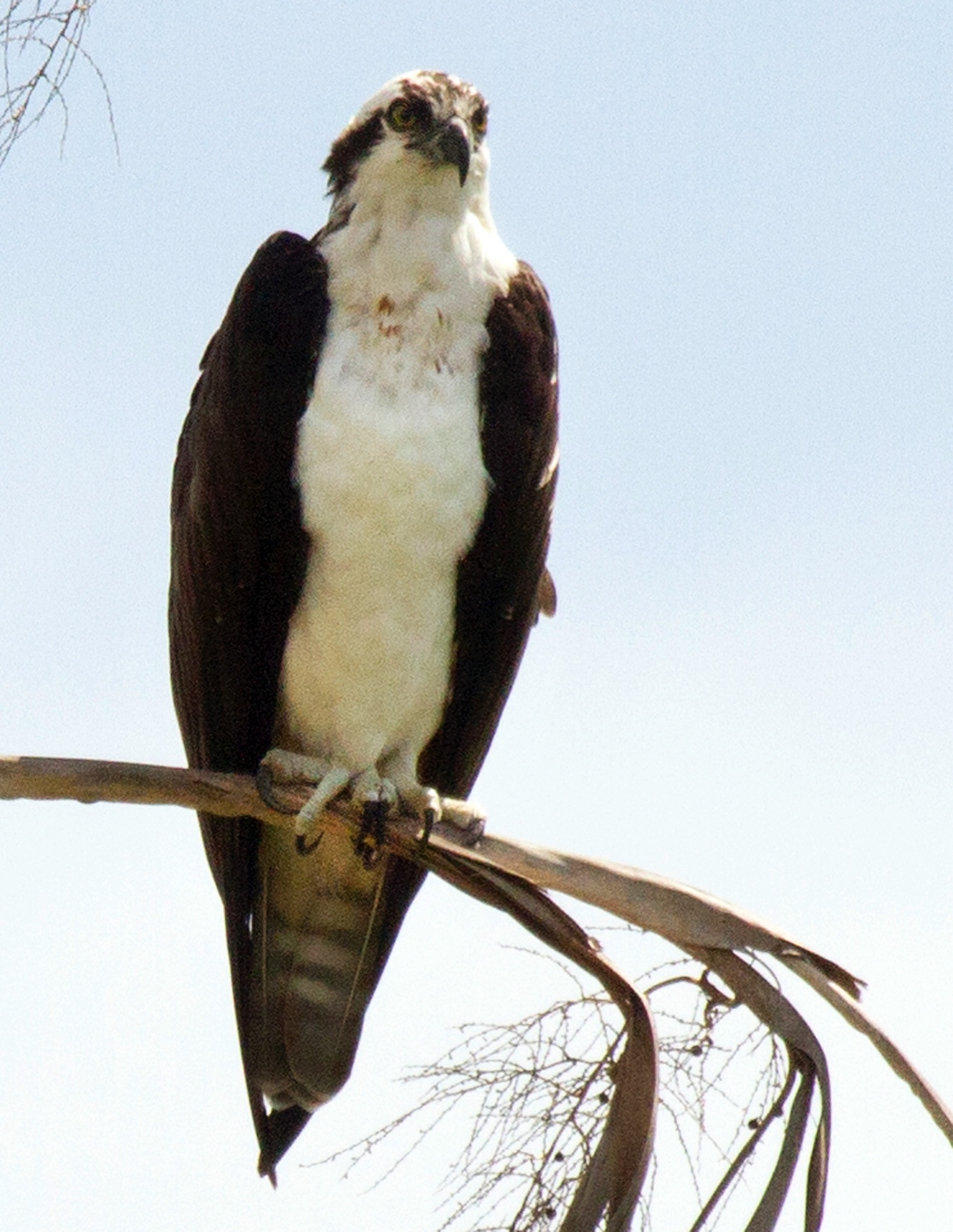 osprey cortez